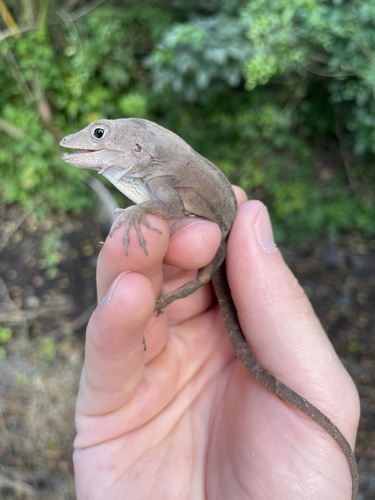 Large-headed anole, Anolis cybotes