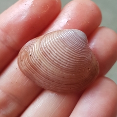 Lamelliconcha concinna