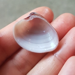 Lamelliconcha concinna