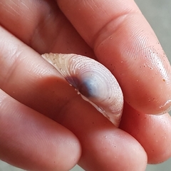 Lamelliconcha concinna