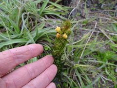 Alectra sessiliflora sessiliflora