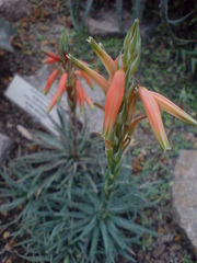 Aloe humilis