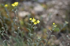 Aurinia sinuata