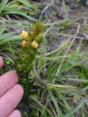 Alectra sessiliflora sessiliflora