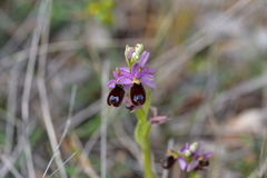 Ophrys bertolonii flavicans
