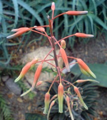 × Gasteraloe