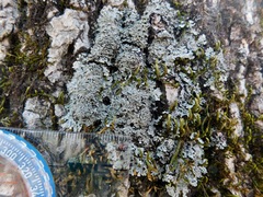 Heterodermia squamulosa