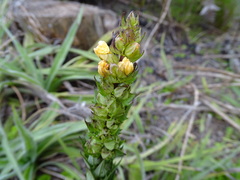 Alectra sessiliflora sessiliflora