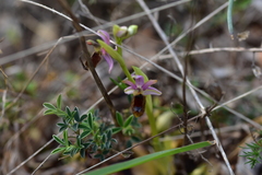 Ophrys bertolonii flavicans