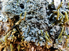 Heterodermia squamulosa