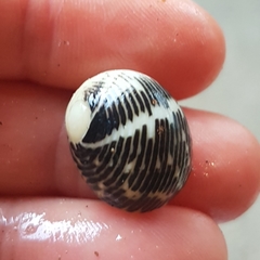 Nerita funiculata