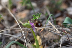 Ophrys bertolonii flavicans