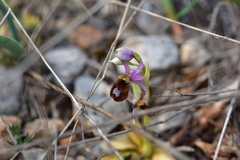 Ophrys bertolonii flavicans