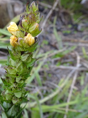 Alectra sessiliflora sessiliflora