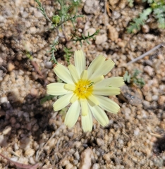 Anisocoma acaulis