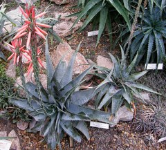 Aloe suprafoliata