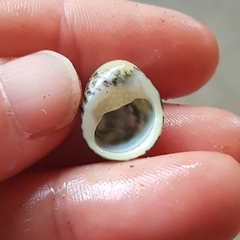 Nerita funiculata