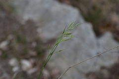 Helictotrichon convolutum