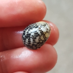 Nerita funiculata