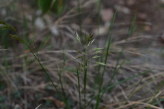 Helictotrichon convolutum