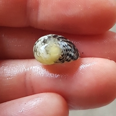 Nerita funiculata