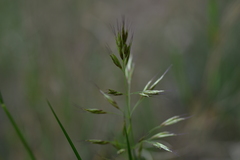 Helictotrichon convolutum