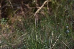 Helictotrichon convolutum