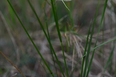 Helictotrichon convolutum