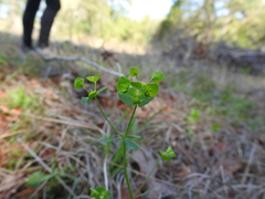 Euphorbia tetrapora