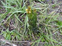 Alectra sessiliflora sessiliflora