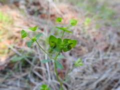 Euphorbia tetrapora