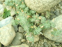 Axyris prostrata