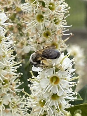 Colletes inaequalis