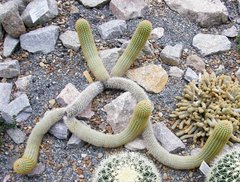 Parodia lenninghausii