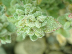 Axyris prostrata