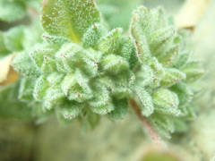 Axyris prostrata
