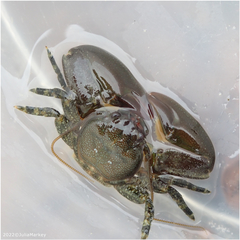 Petrolisthes cabrilloi