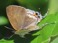 Hypolycaena philippus philippus