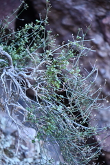 Perityle gilensis gilensis