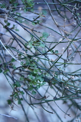 Perityle gilensis gilensis