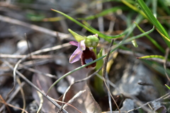 Ophrys bertolonii flavicans