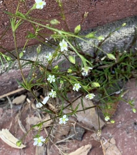 Trailing pearlwort (Sagina decumbens)