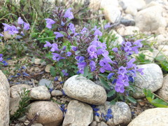 Dracocephalum foetidum