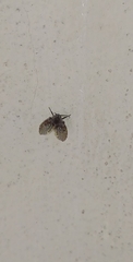 Clogmia albipunctata