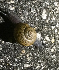 Helminthoglypta berryi