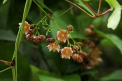 Illigera grandiflora