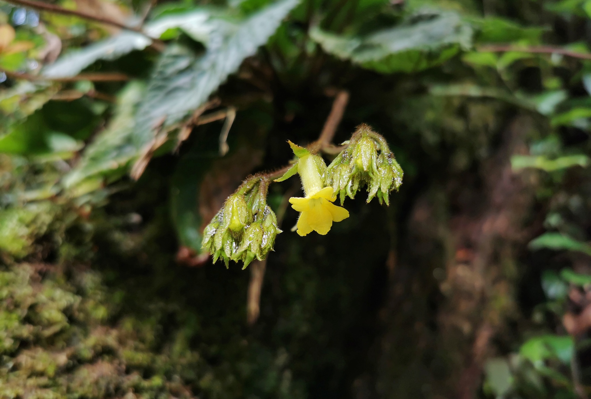 Oreocharis aurea