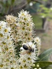 Colletes inaequalis