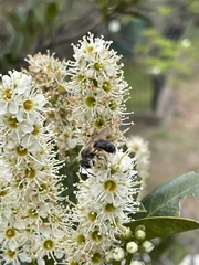 Colletes inaequalis