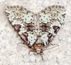 Leuconycta lepidula